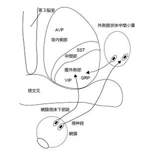 視交叉城郭|視交叉上核と睡眠の関係